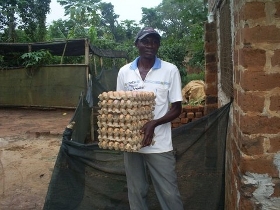 wvu uganda kippenproject eieren om te verkopen